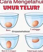 Umur Telur